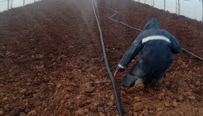 بلوط سبز کردستان